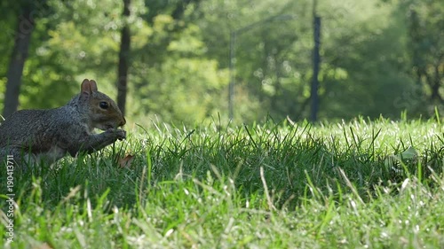 Squirrel in Central Park New York City