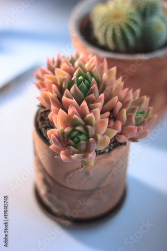 Beautiful pink and orange s...
