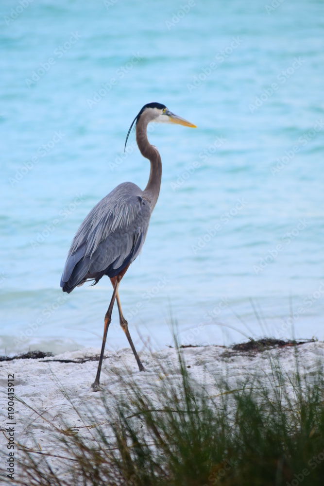 Fototapeta premium Florida water birds