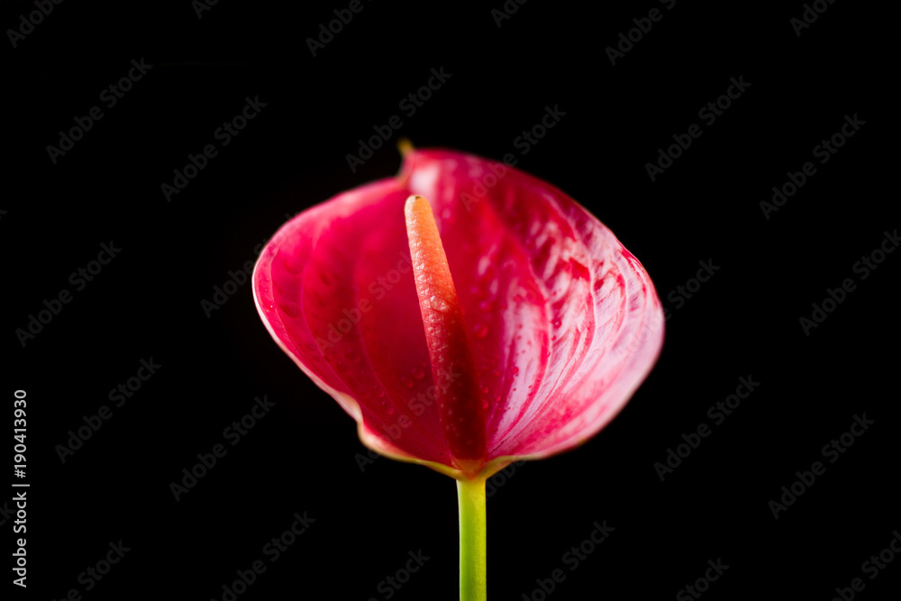 Red anthurium flower over a black background. Red anthurium flower over a black background.