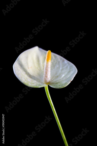 White anthurium flower over...