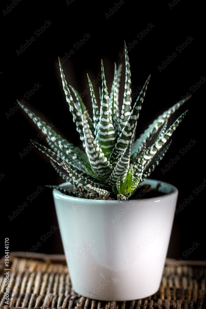Beautiful haworthia attenuata over a black background. Beautiful haworthia attenuata over a black background.