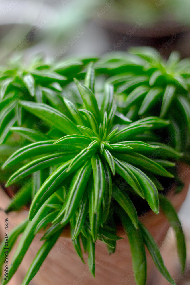 Obraz premium Peperomia ferreyrae in a clay pot as home plant.