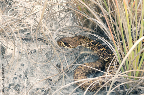 Eastern diamondback rattlesnake   hid in the grass . St George Island State Park, Florida, USA