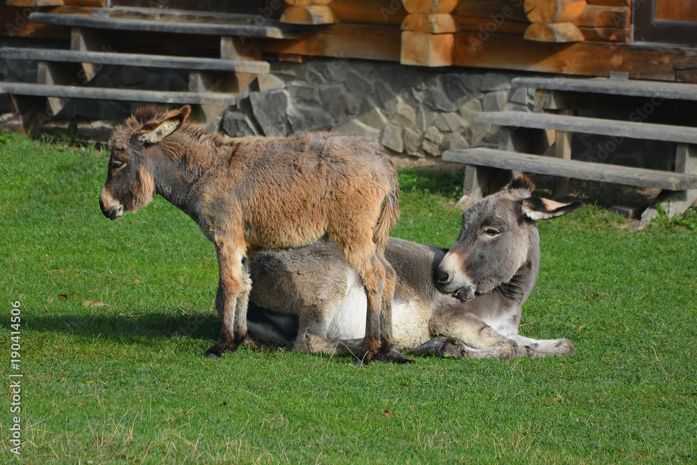 Donkey and jenny-ass are basking in the sun on a green lawn. Donkey and jenny-ass are basking in the sun on a green lawn.