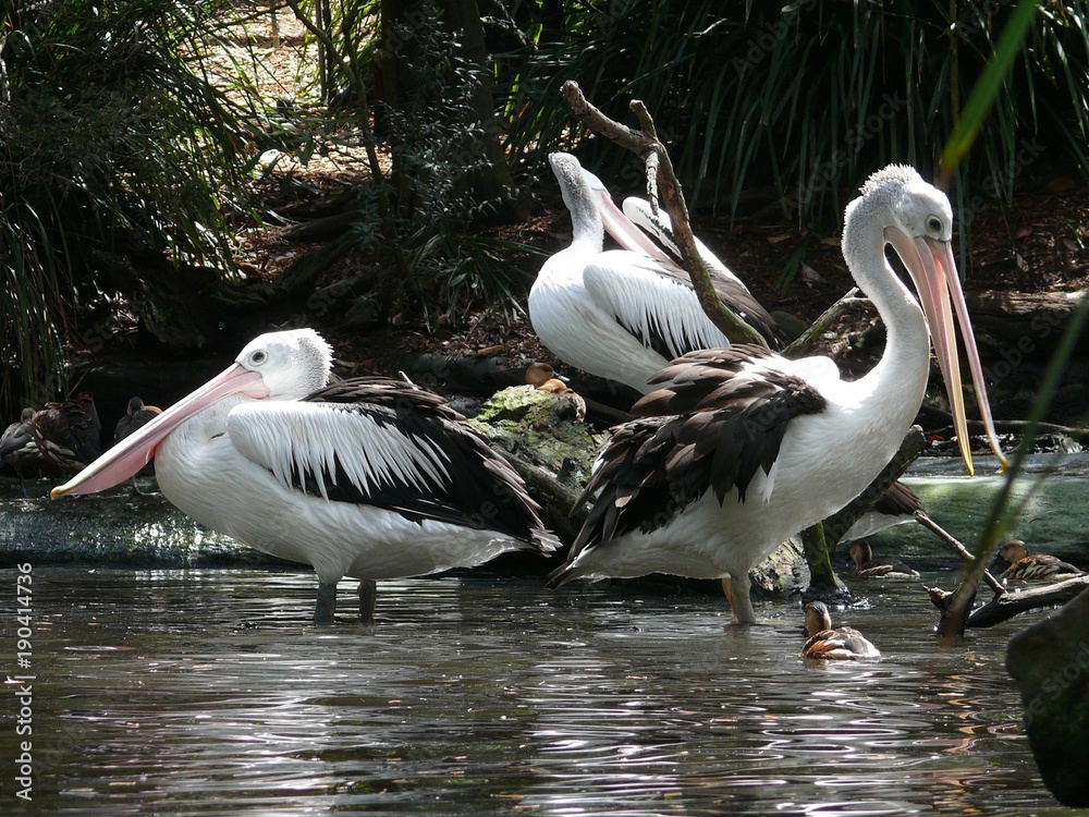 White Pelicans on the shady banks of a pond White Pelicans on the shady banks of a pond