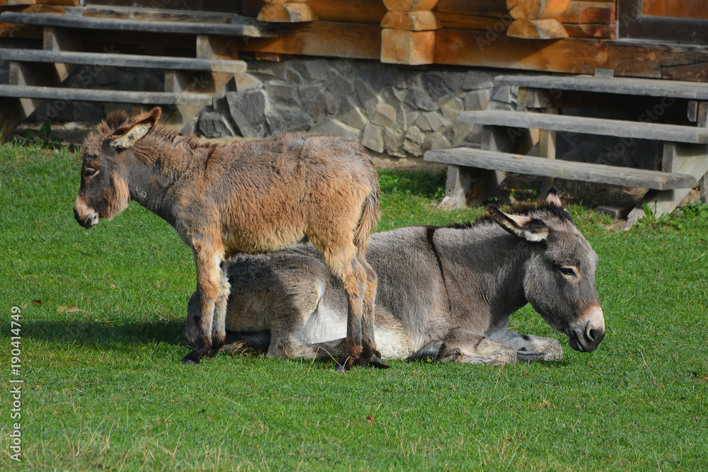 Fototapeta premium Donkey and jenny-ass are basking in the sun on a green lawn.
