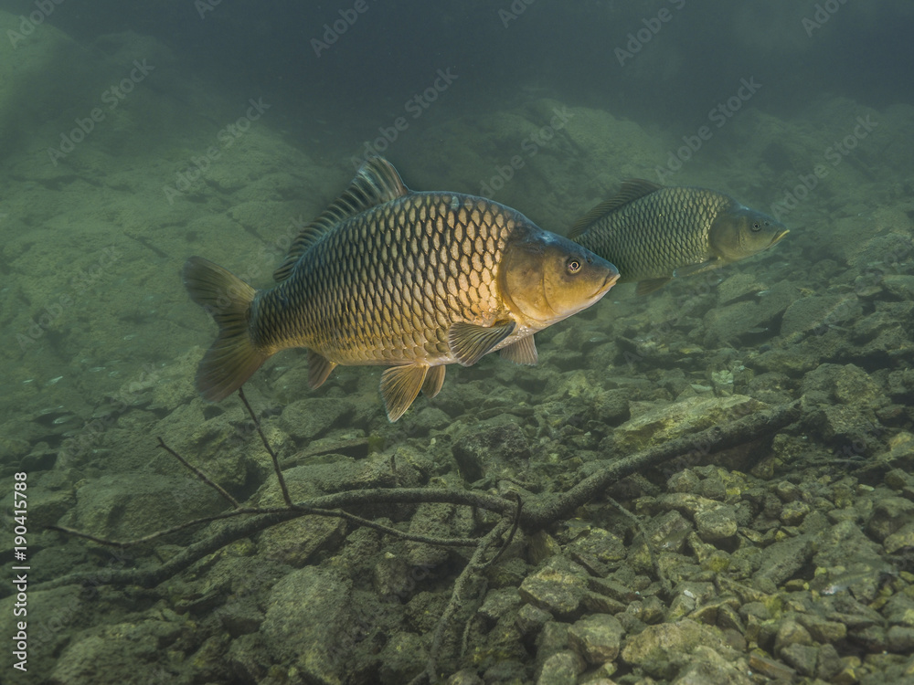 Carp in lake Bled Slovenija Carp in lake Bled Slovenija