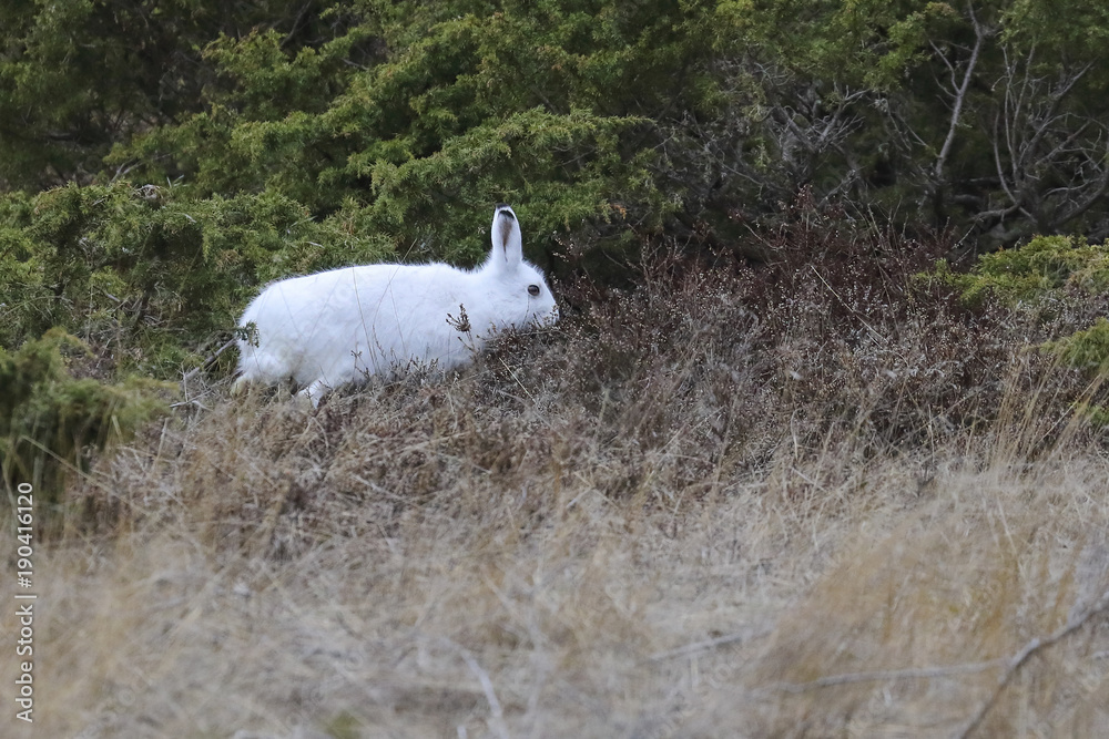 Hare Hare