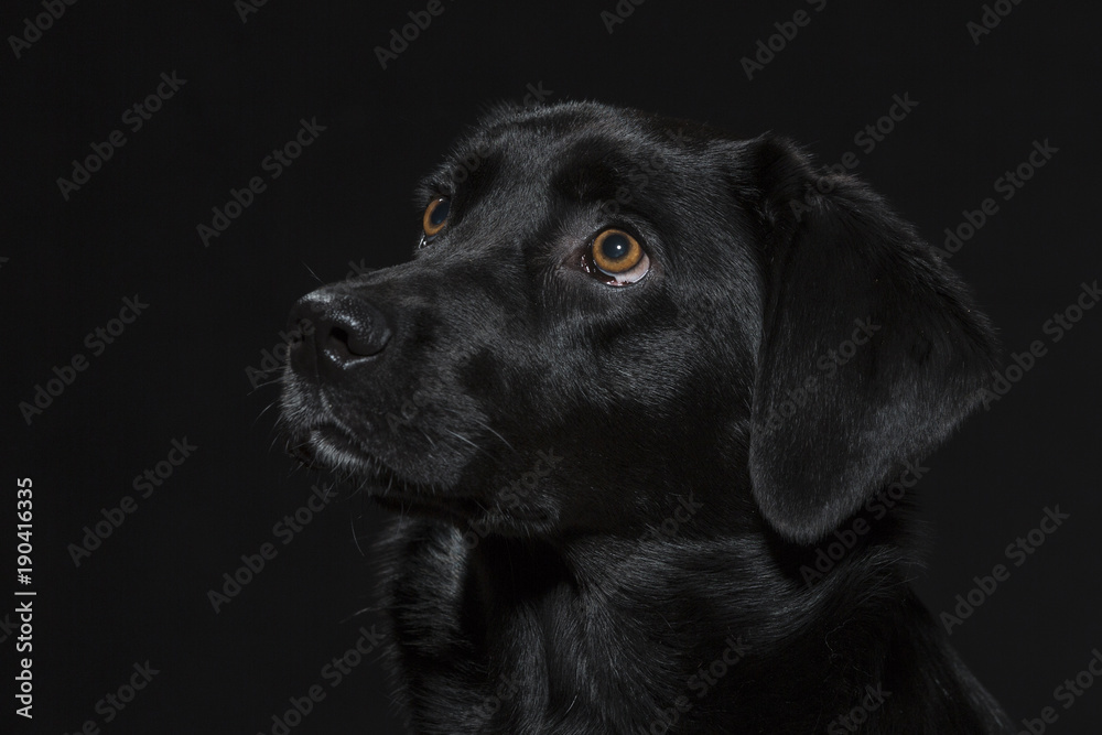 Portrait eines schwarzen Labradors