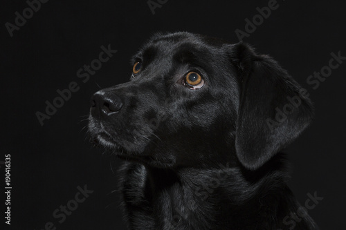 Portrait eines schwarzen Labradors © Hans und Christa Ede