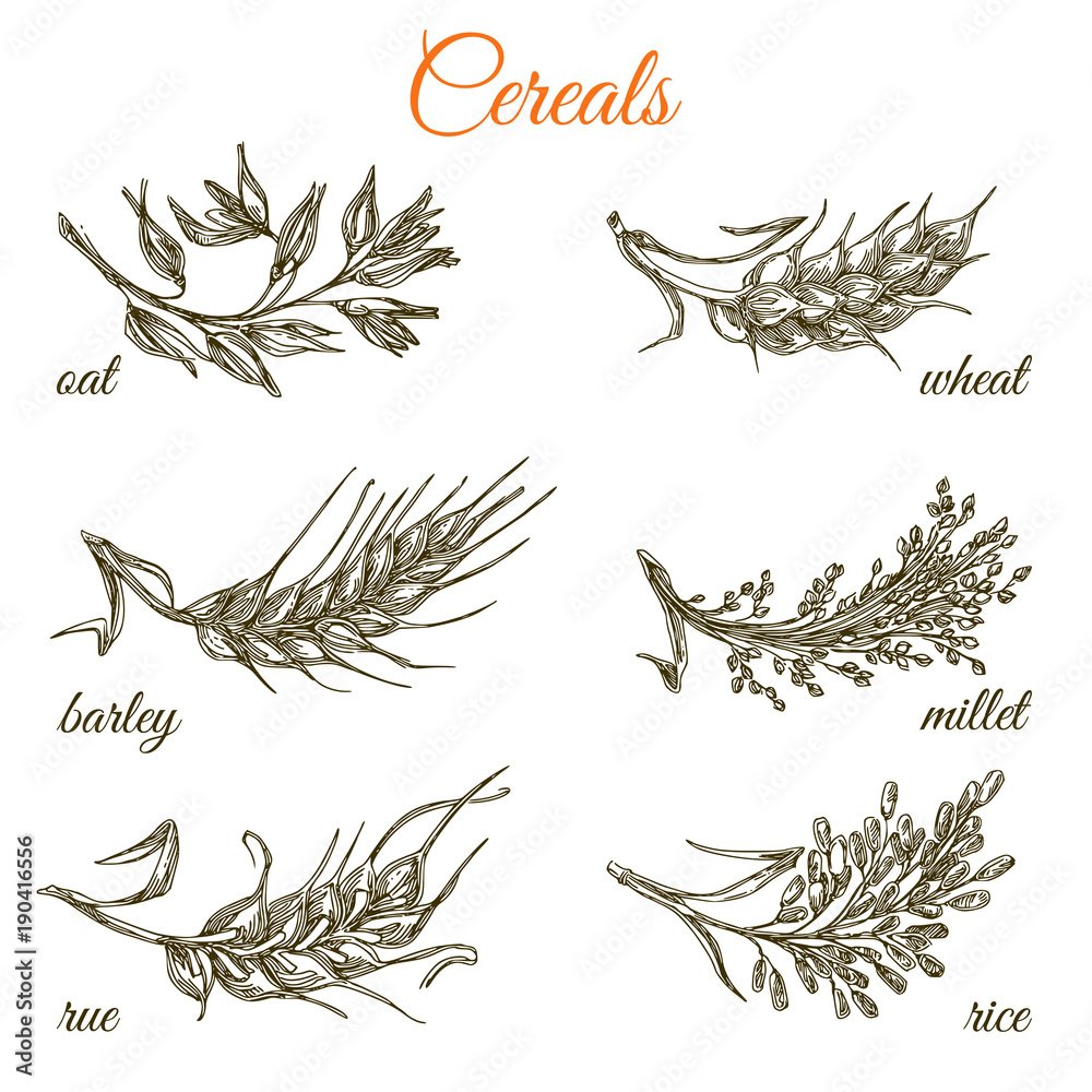 Set of ears. Oat, wheat, barley, millet, rue and rice. Monochrome. Engraving style. Vector illustration. Set of ears. Oat, wheat, barley, millet, rue and rice. Monochrome. Engraving style. Vector illustration.