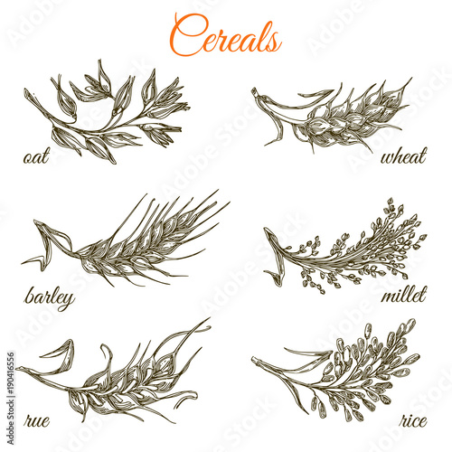 Set of ears. Oat, wheat, barley, millet, rue and rice. Monochrome. Engraving style. Vector illustration.