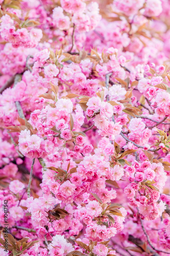 pink flowers. colorful background with pink floral