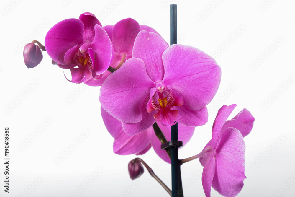 Purple Orchid Phalaenopsis isolated on white background
