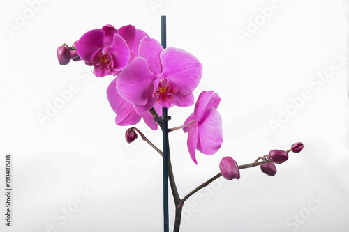 Purple Orchid Phalaenopsis isolated on white background