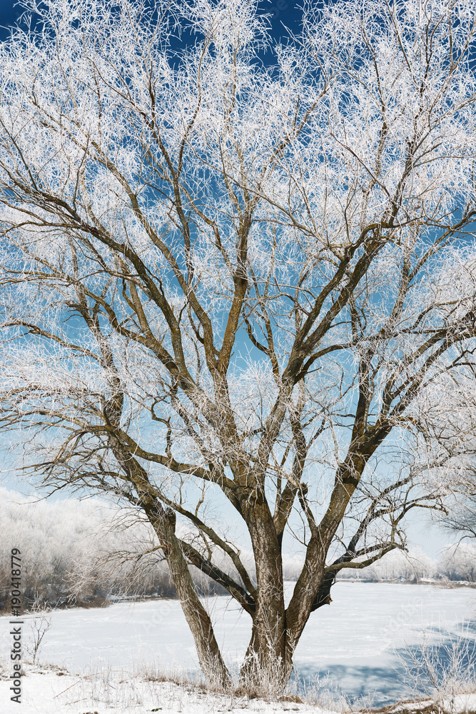 tree in winter forest, blue sky and white snow, beautiful wild landscape