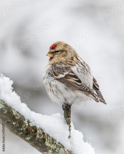 Redpoll photo