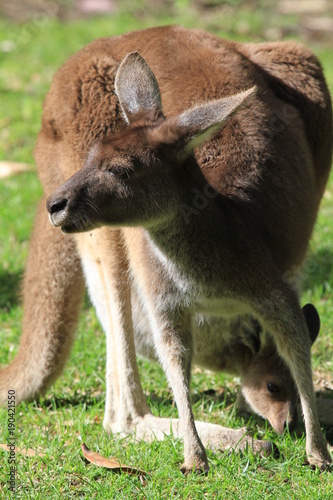 upright picture of kangaroo with joey