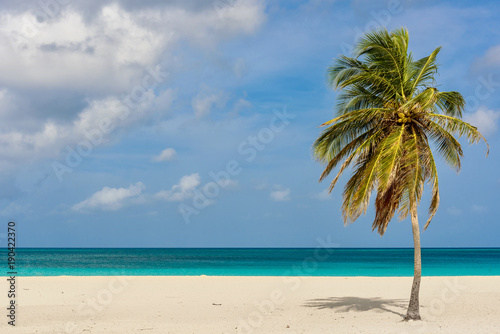 Fototapeta Naklejka Na Ścianę i Meble -  Palm tree alone on the white sand of the Eagle Beach in Aruba. Tropical landscape.