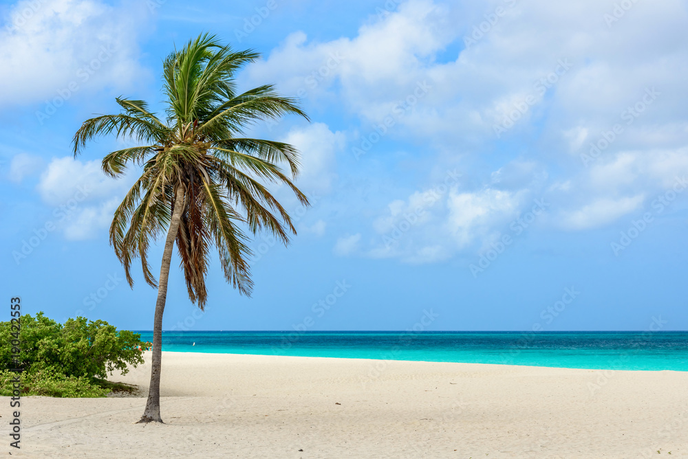Palm tree alone on the white sand of the Eagle Beach in Aruba. Tropical landscape. Palm tree alone on the white sand of the Eagle Beach in Aruba. Tropical landscape.
