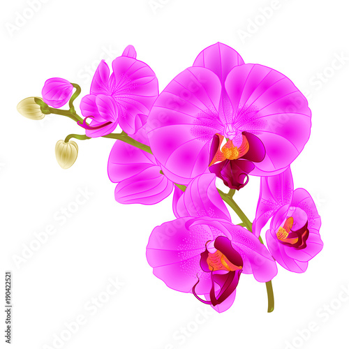 Branch orchids purple flowers  tropical plant Phalaenopsis  on a white background  vintage vector botanical illustration for design hand draw