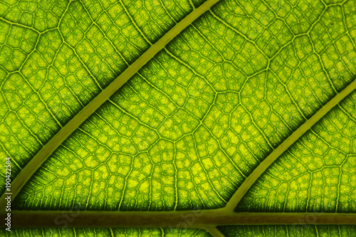A juicy green leaf on which the veins and cells are viewed.