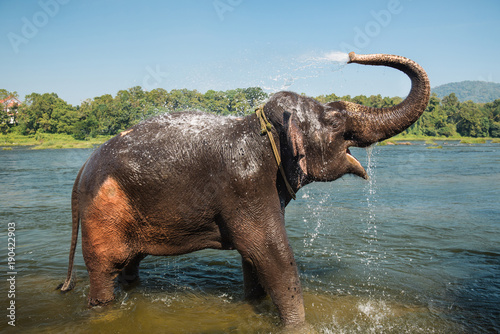Elephant washing in the river © gilitukha