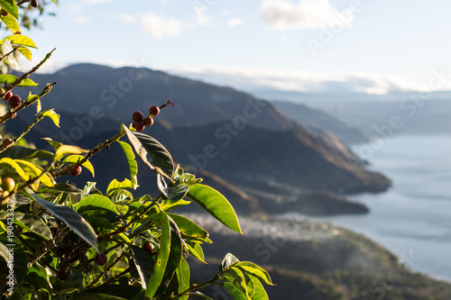 Obraz na plátně Café du Guatemala : caféier devant le lac Atitlán