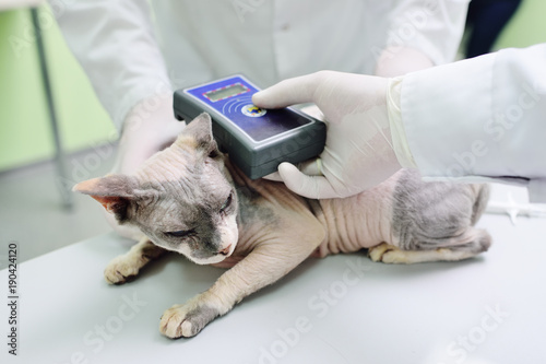 The vet puts the microchip on a cat in a veterinary clinic