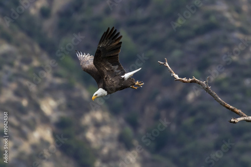 Eagle launch for flight from tree limb perch
