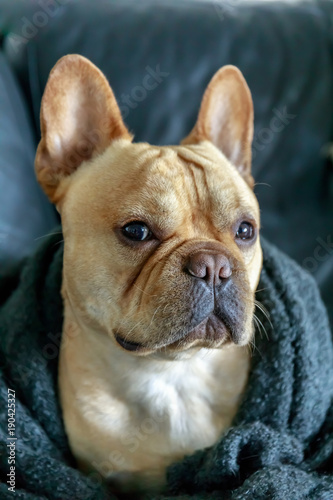 French Bulldog wrapped in blanket on a sofa. Young Male Frenchie cuddling and looking. © Yuval Helfman