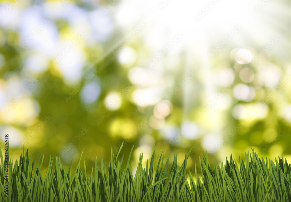grass in garden on a green blurred background