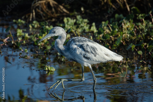 Immature little blue heron exploring the marsh waters with flora background