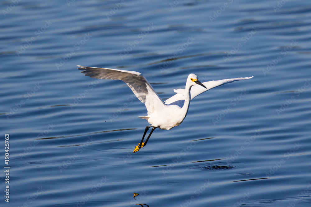 Snowy egret in flight over lake fishing for a fresh catch Snowy egret in flight over lake fishing for a fresh catch