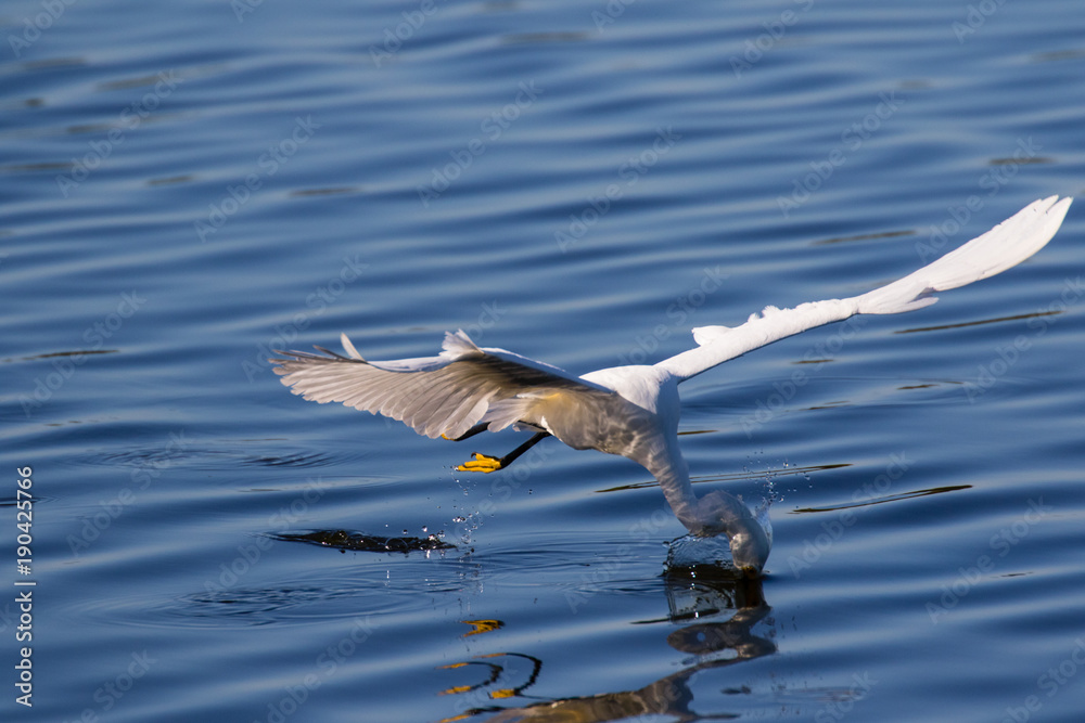 Snowy egret in flight over lake fishing for a fresh catch Snowy egret in flight over lake fishing for a fresh catch