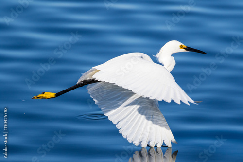 Snowy egret in flight over lake fishing for a fresh catch