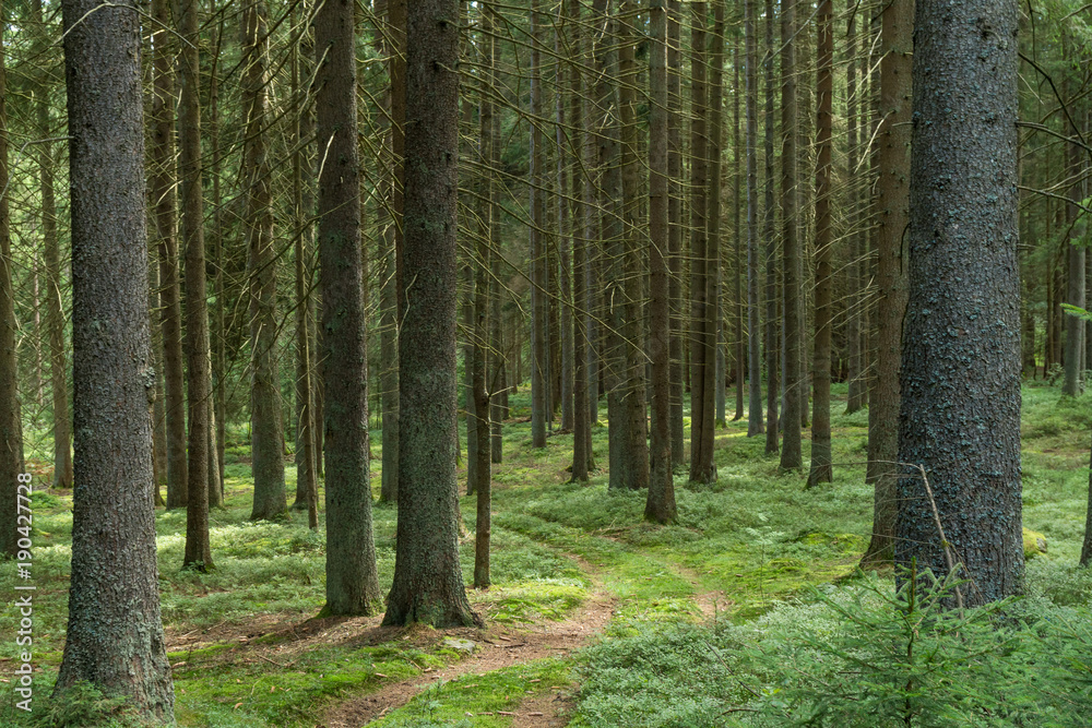 Tannenwald Tannenwald