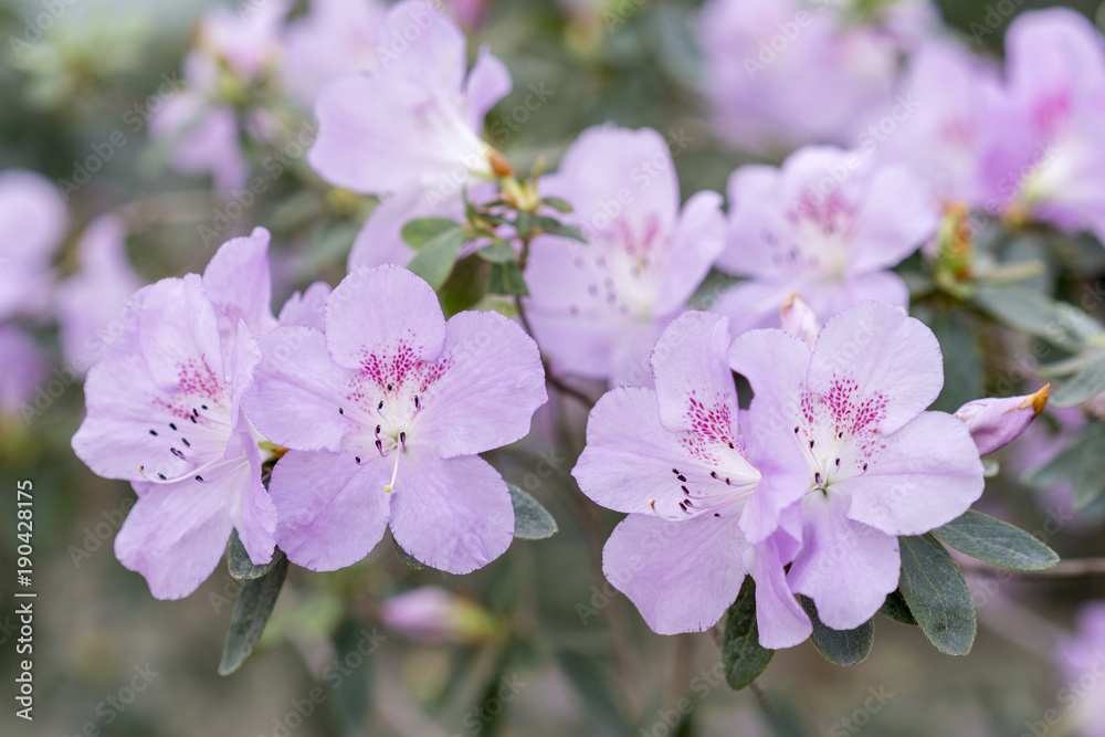 The camellia bush blooms with delicate purple flowers The camellia bush blooms with delicate purple flowers