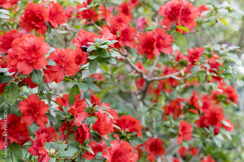 bush of camellia red