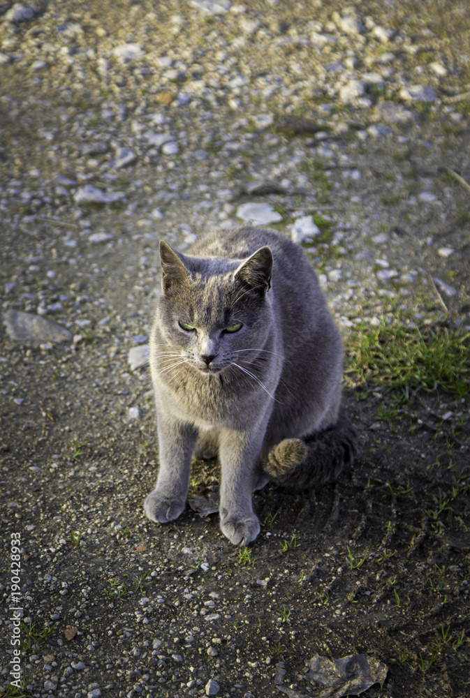 Fototapeta premium Abandoned street cats