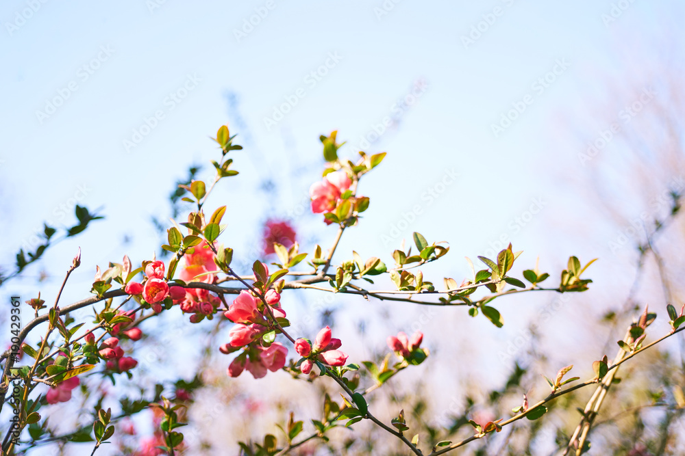 Bush in blossom at spring time