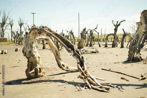 Dead and petrified trees.