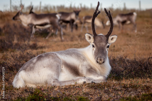 White reindeer on the background of herd