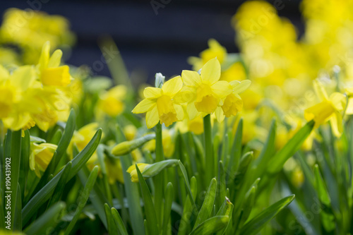 Fototapeta Naklejka Na Ścianę i Meble -  Narzissen im Garten im Frühling