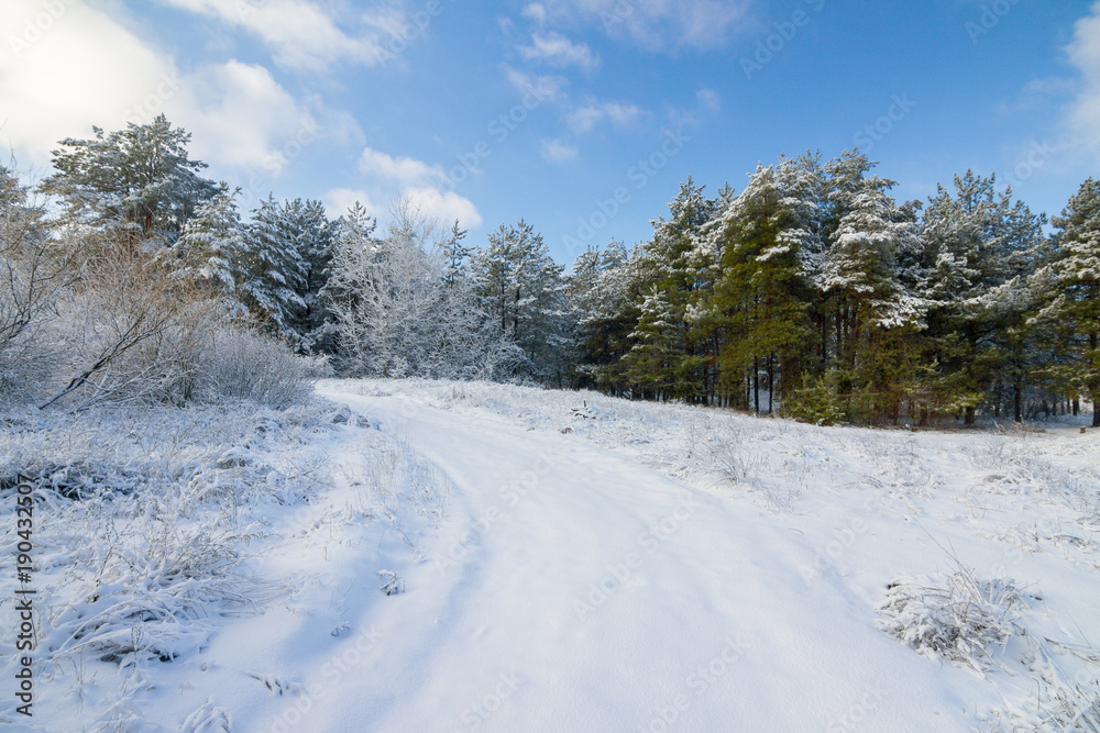 Snowy road in beautiful winter pine forest Snowy road in beautiful winter pine forest