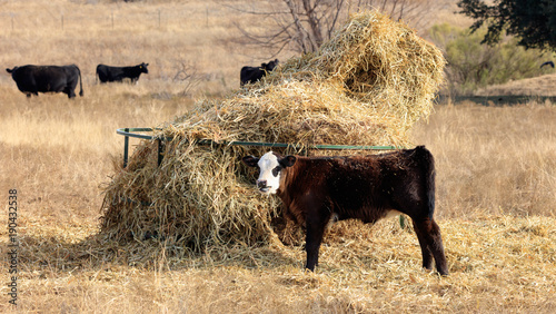 Calf with hay