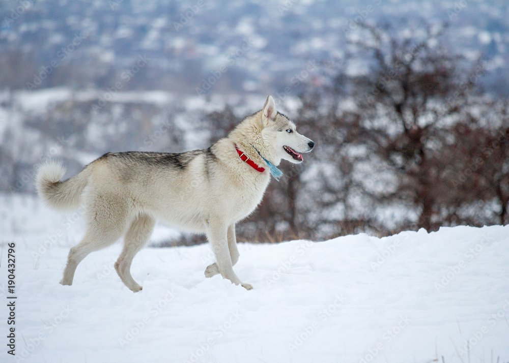 Naklejka premium Siberian husky in the snowy field in winter