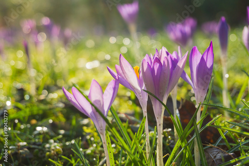 Blühende Krokusse in der Frühlingssonne.