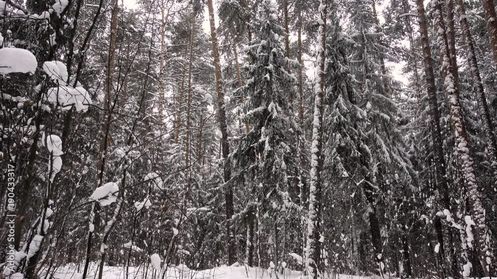 Snow falling in a winter forest. Snow Covered trees.